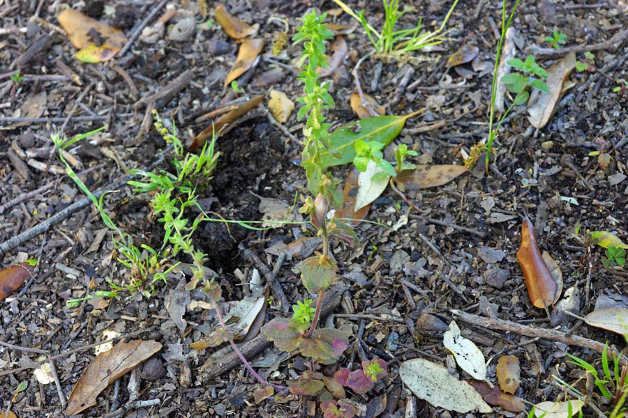 Veronica arvensis